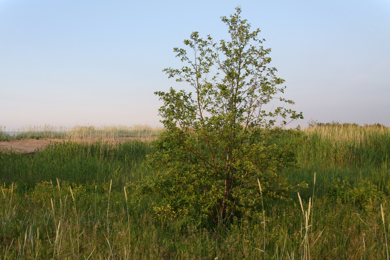 Изображение особи Alnus incana.