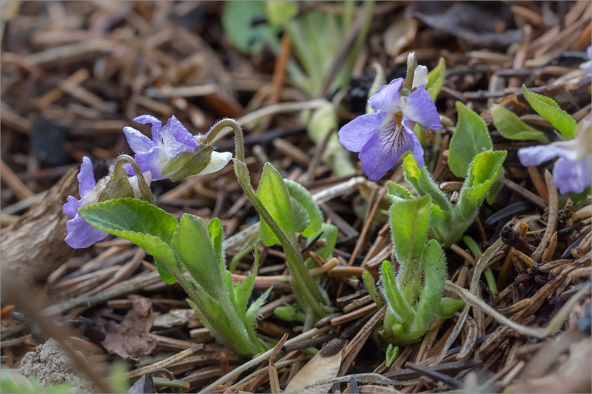 Image of Viola collina specimen.