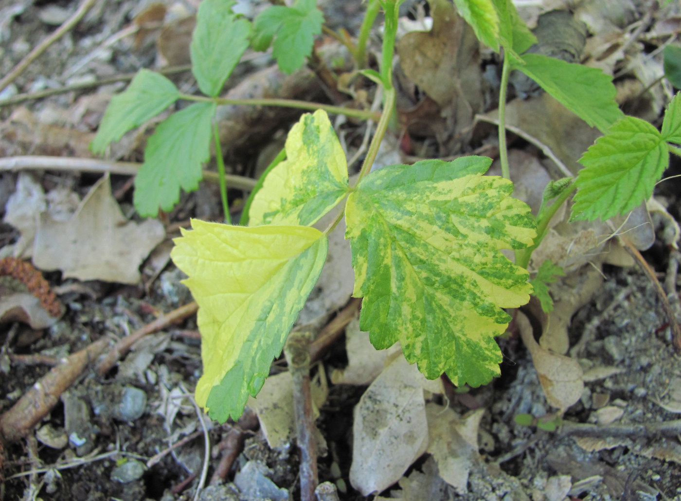 Image of Rubus caesius specimen.