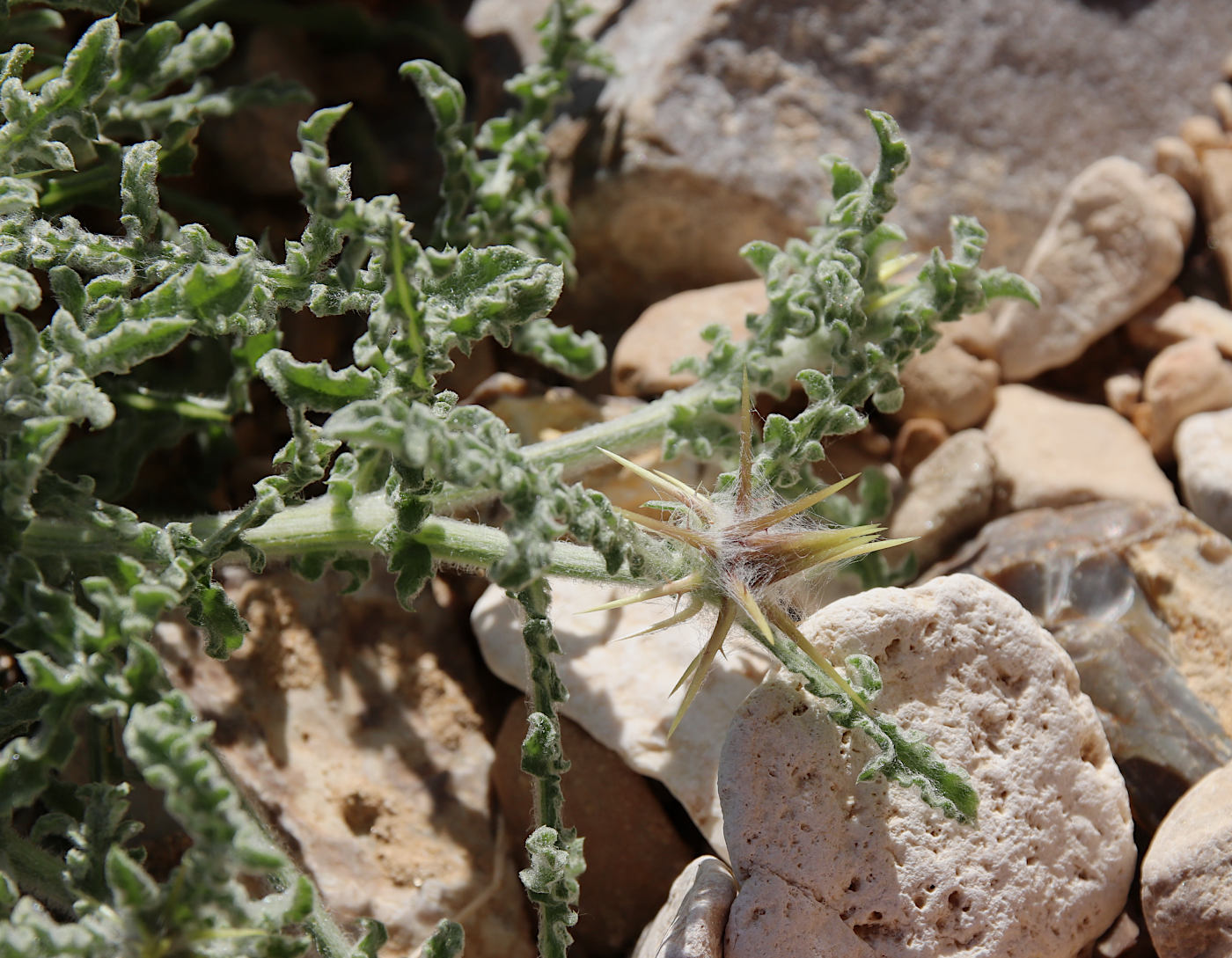 Image of Centaurea aegyptiaca specimen.