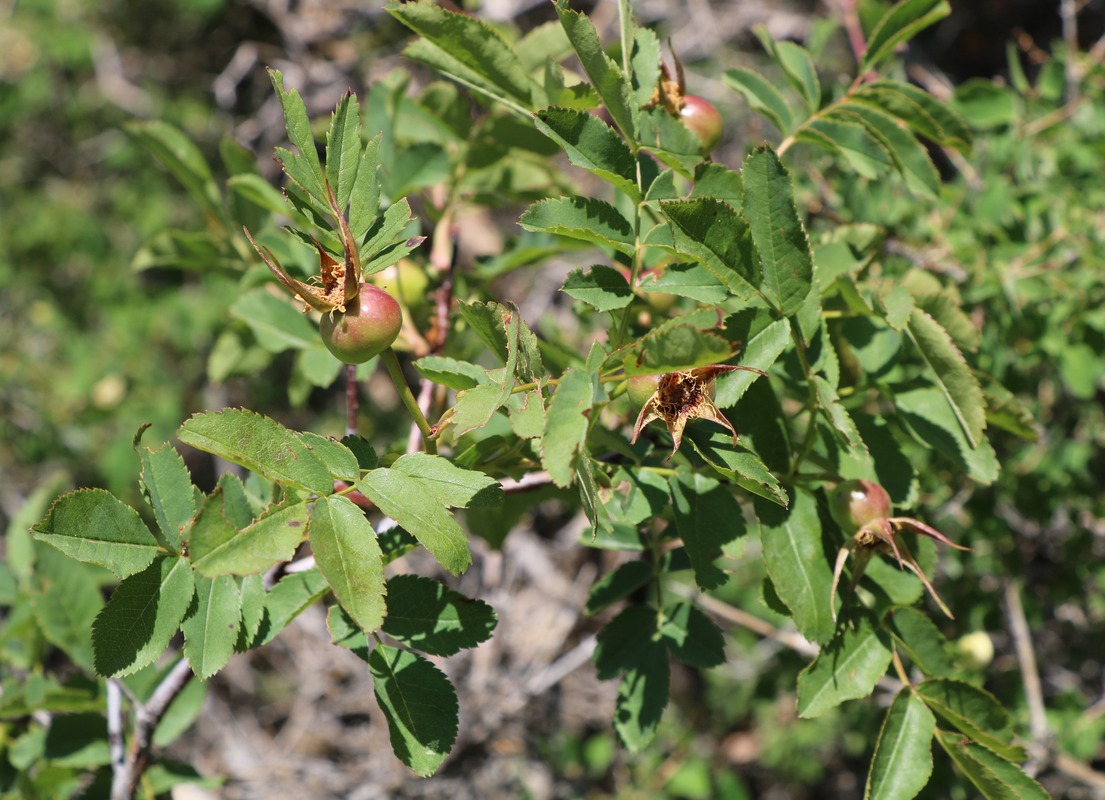 Image of genus Rosa specimen.