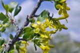 Ribes aureum