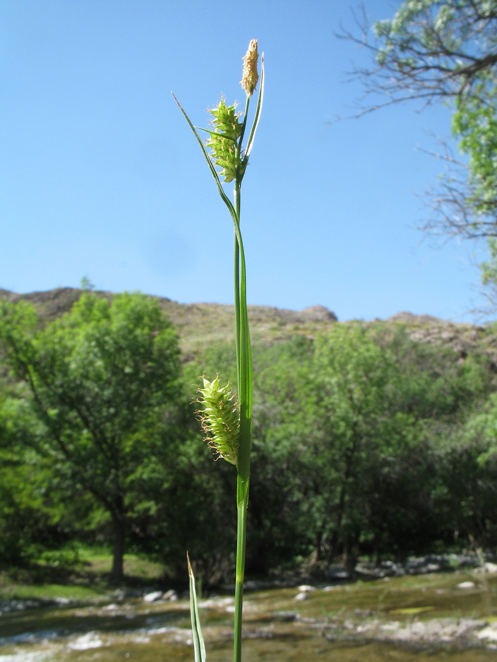 Изображение особи Carex songorica.