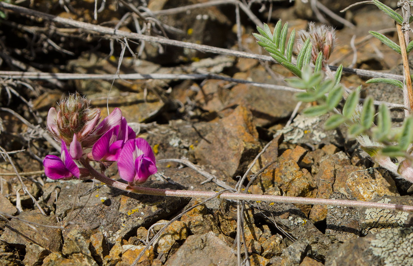 Image of Oxytropis floribunda specimen.