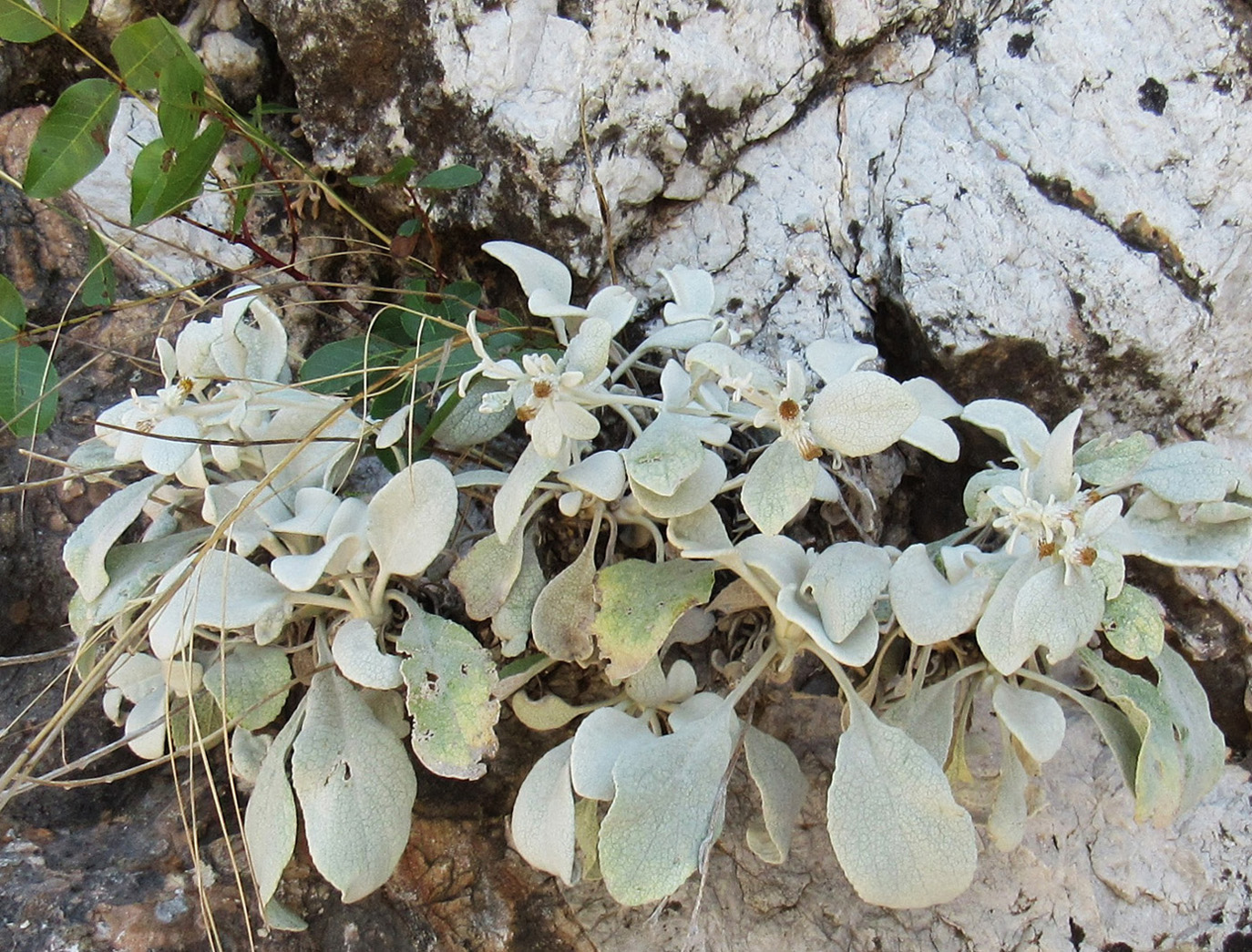 Image of Inula heterolepis specimen.