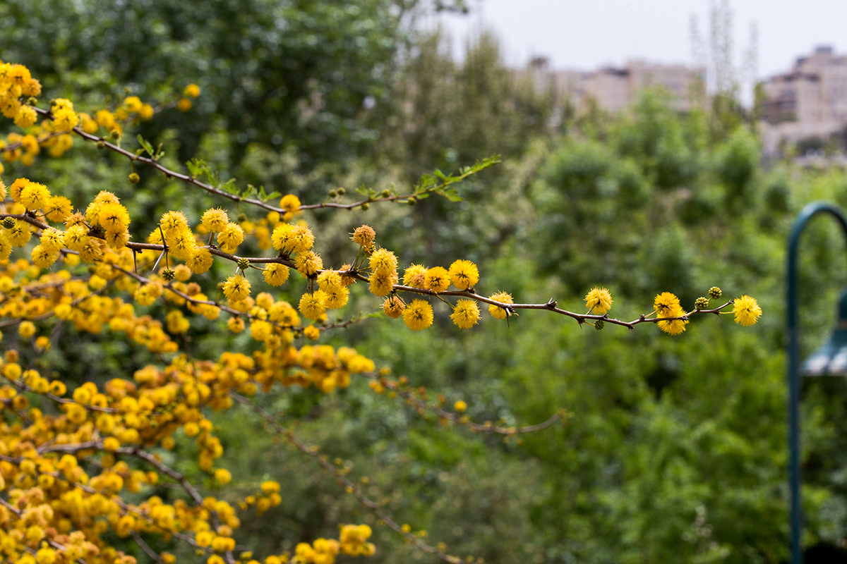 Изображение особи Vachellia farnesiana.