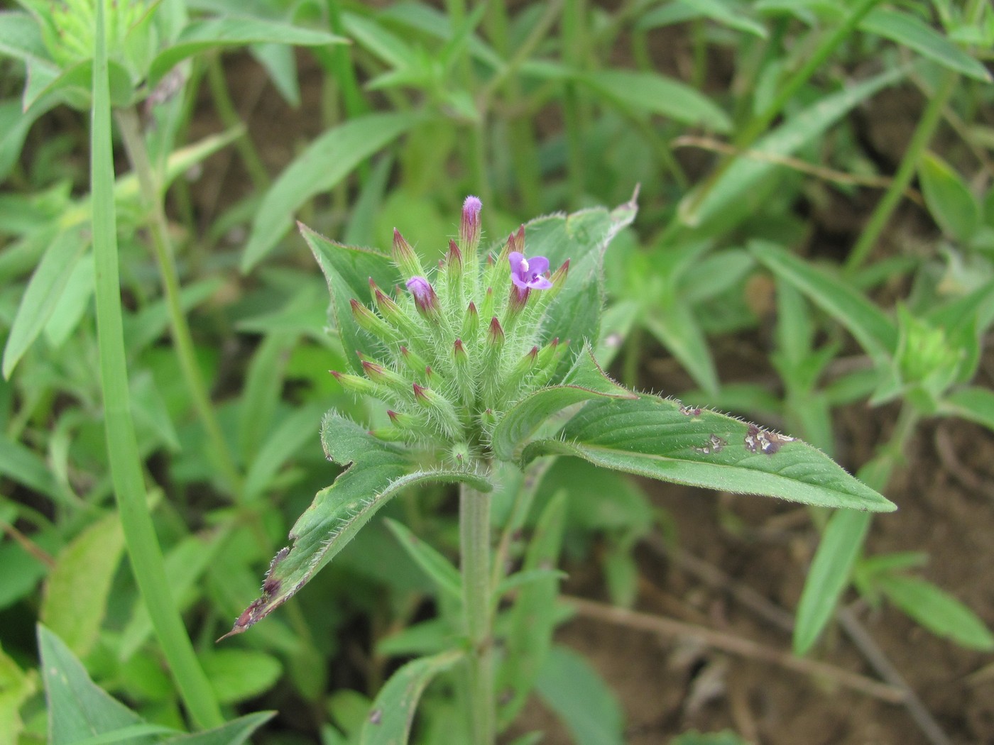 Image of Ziziphora capitata specimen.