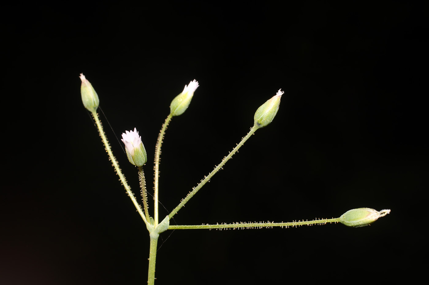 Image of Holosteum umbellatum specimen.