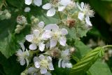 genus Rubus. Цветки и бутоны. Краснодарский край, Лазаревский р-н, мкр-н Дагомыс, гора Успенка, 100 м н.у.м., поляна. 12.06.2022.