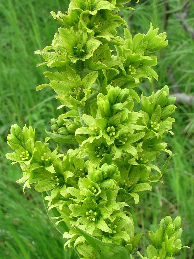 Image of Veratrum lobelianum specimen.