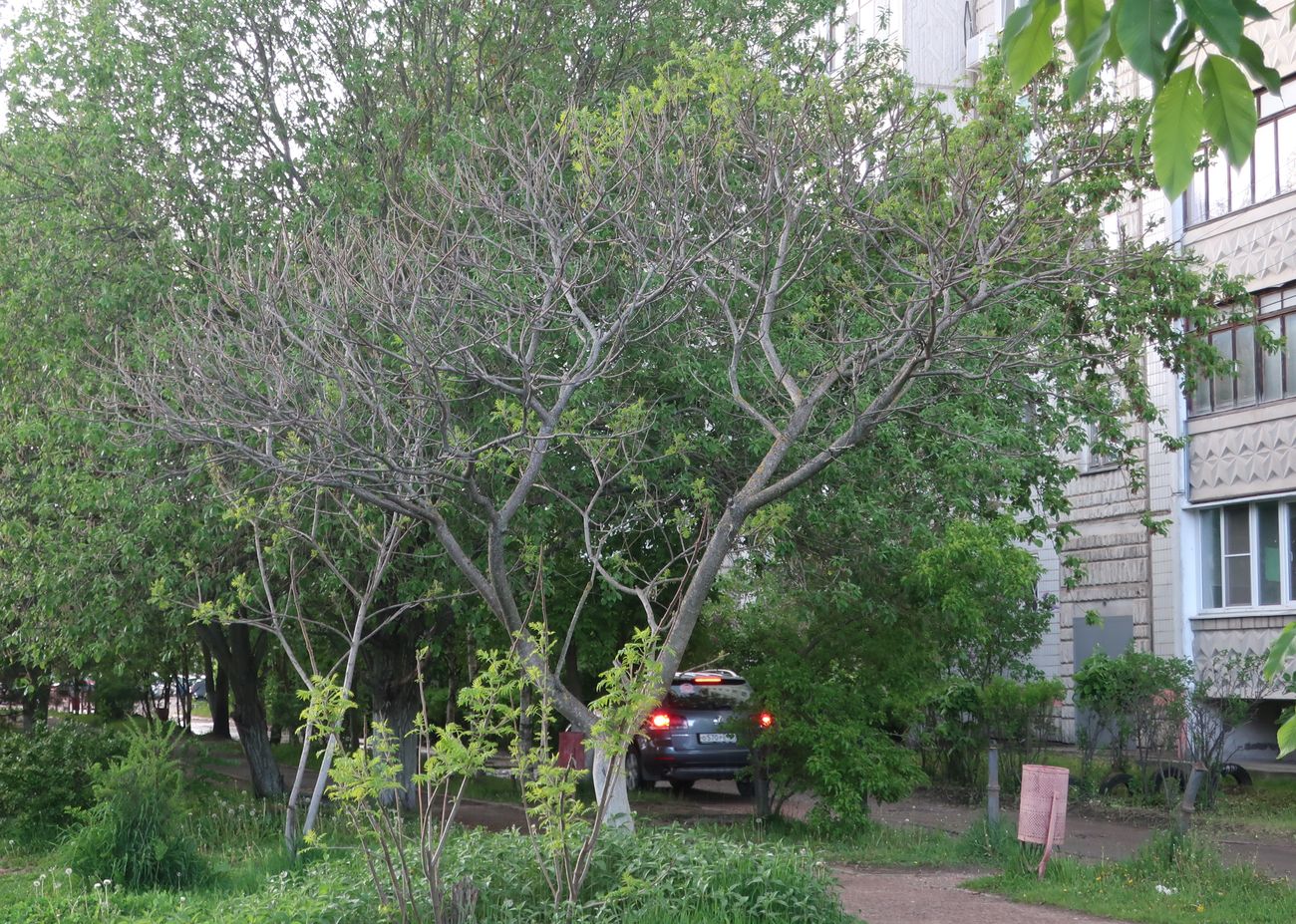 Image of Rhus typhina specimen.