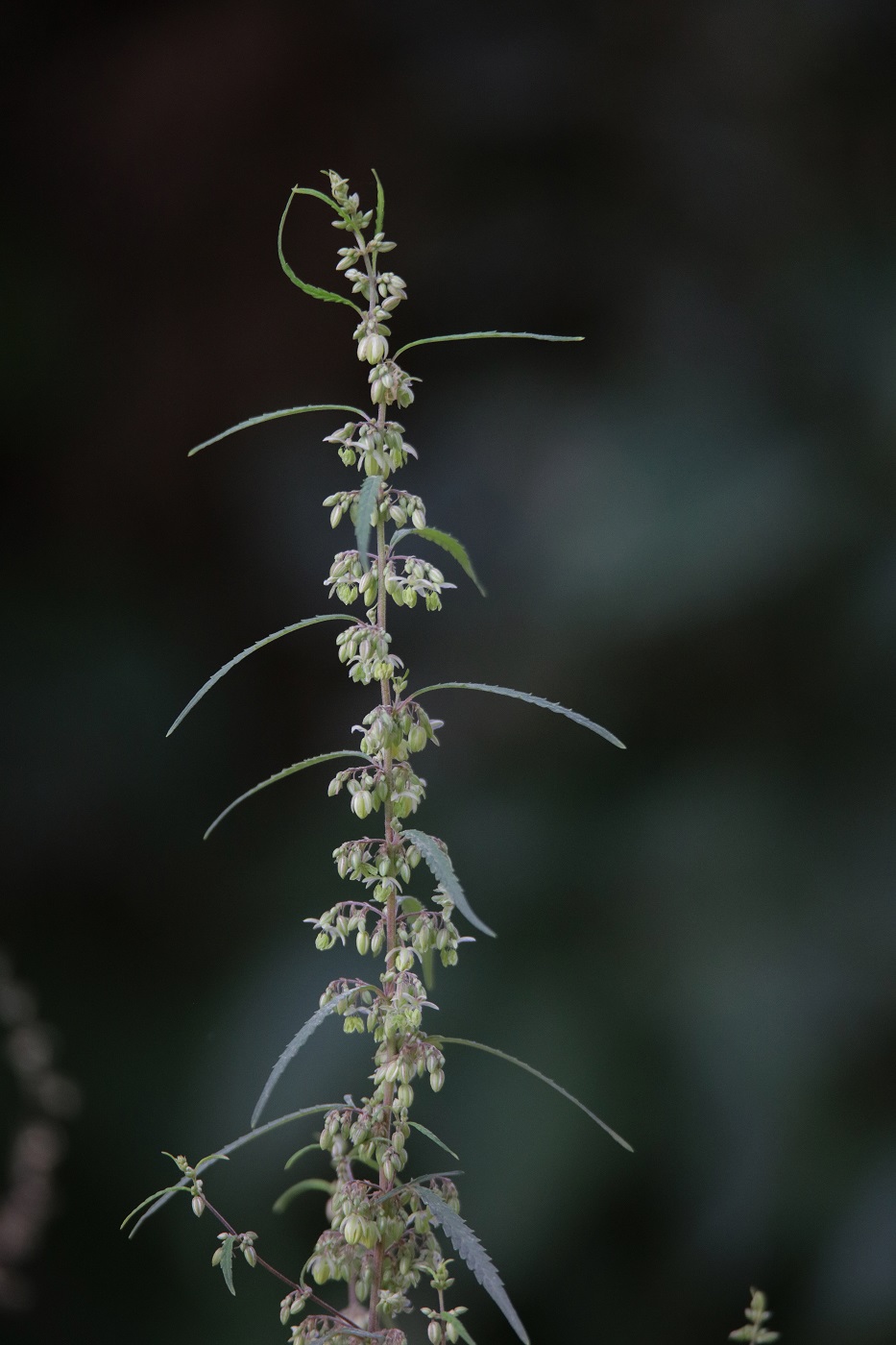 Image of Cannabis sativa var. spontanea specimen.