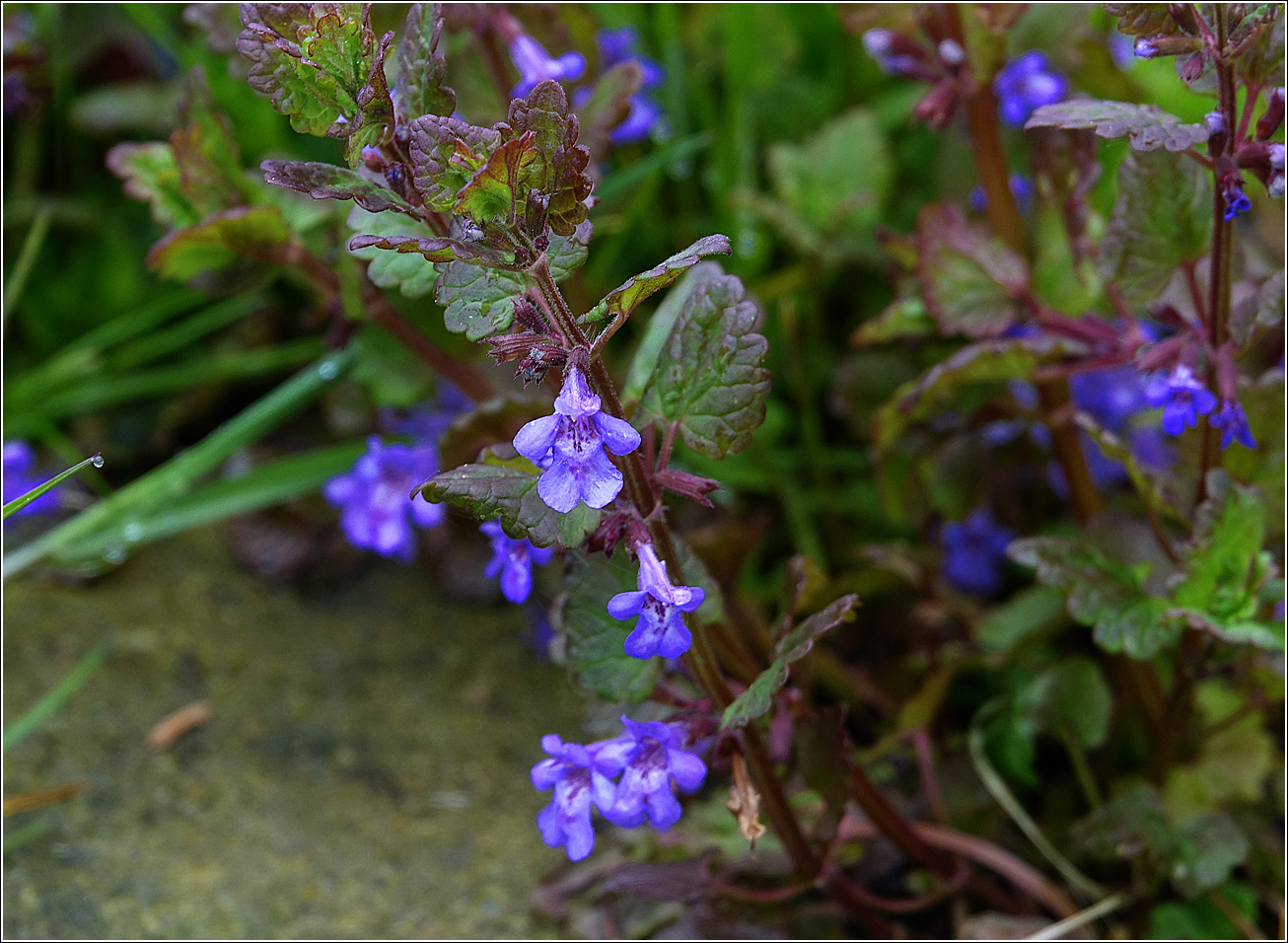 Image of Glechoma hederacea specimen.