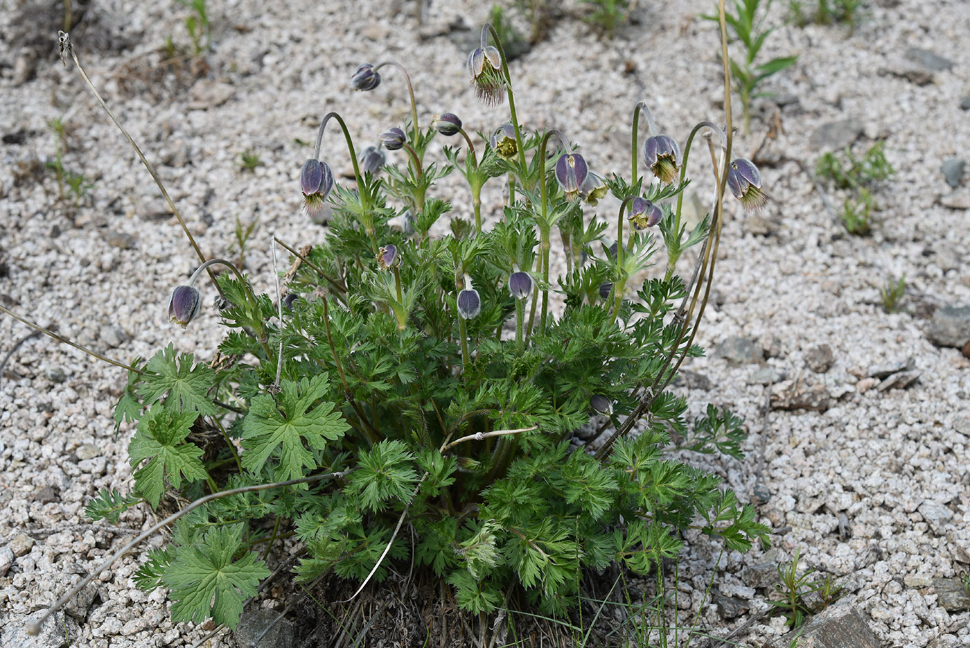 Изображение особи Pulsatilla campanella.