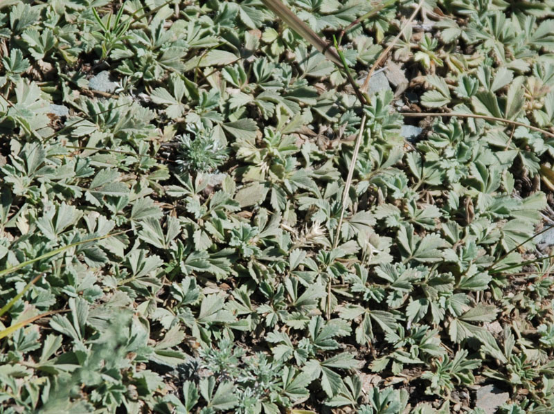 Image of Potentilla acaulis specimen.