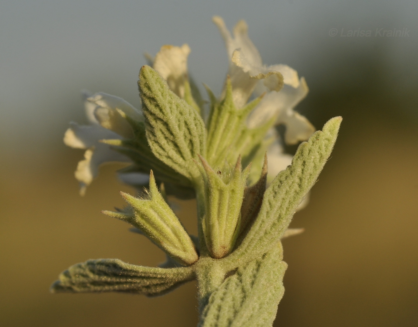 Изображение особи Marrubium peregrinum.