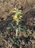 Смотреть изображение Phlomoides subspicata