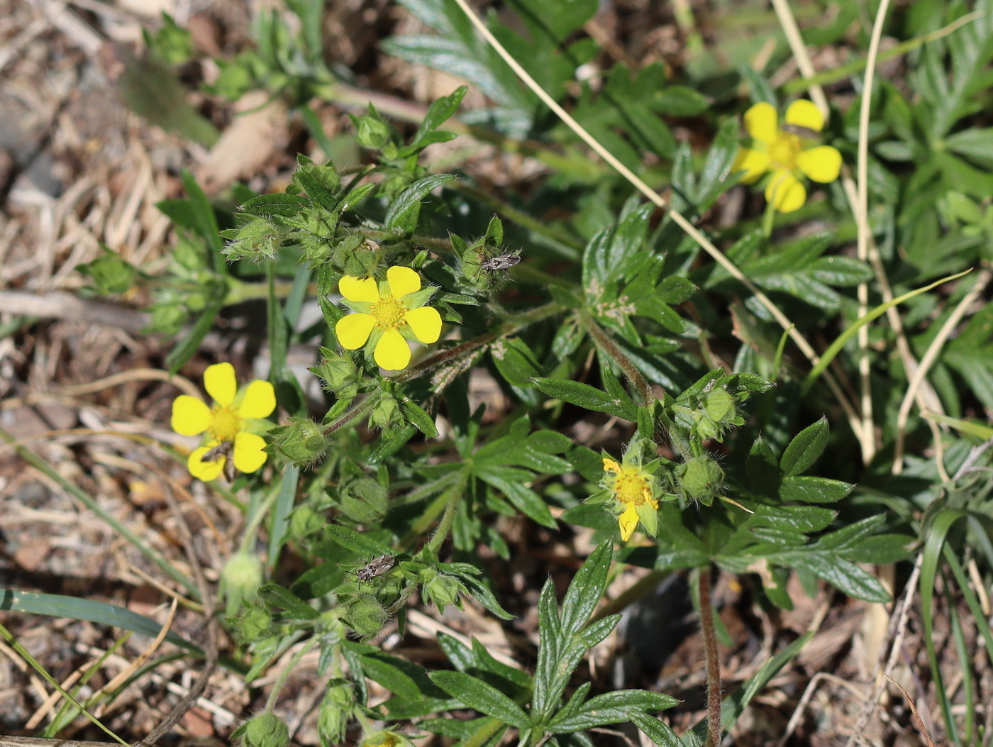 Изображение особи Potentilla tergemina.