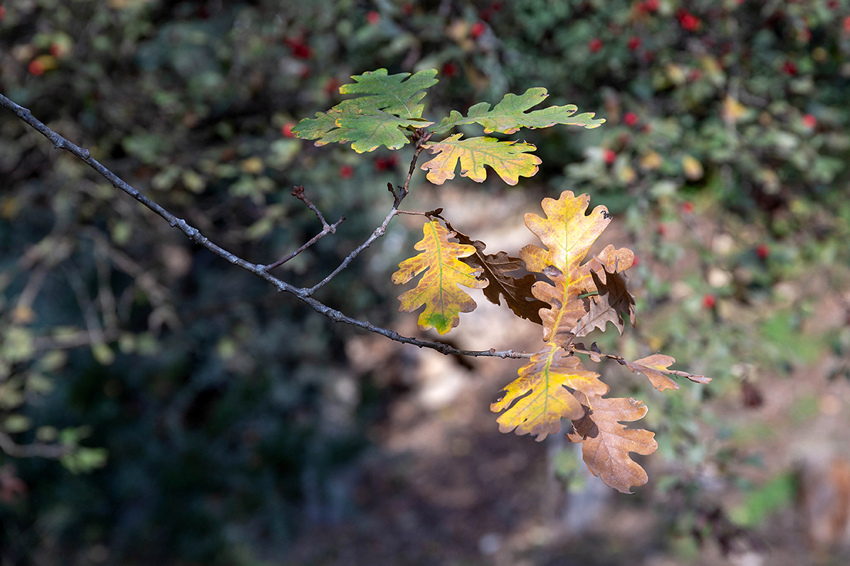 Изображение особи Quercus pyrenaica.