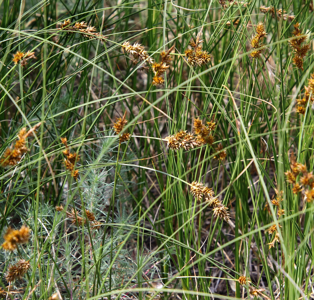 Image of Carex colchica specimen.