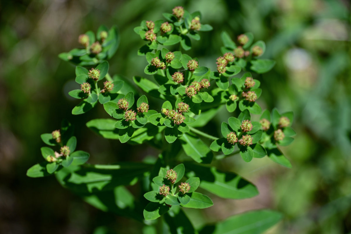 Image of Euphorbia pilosa specimen.