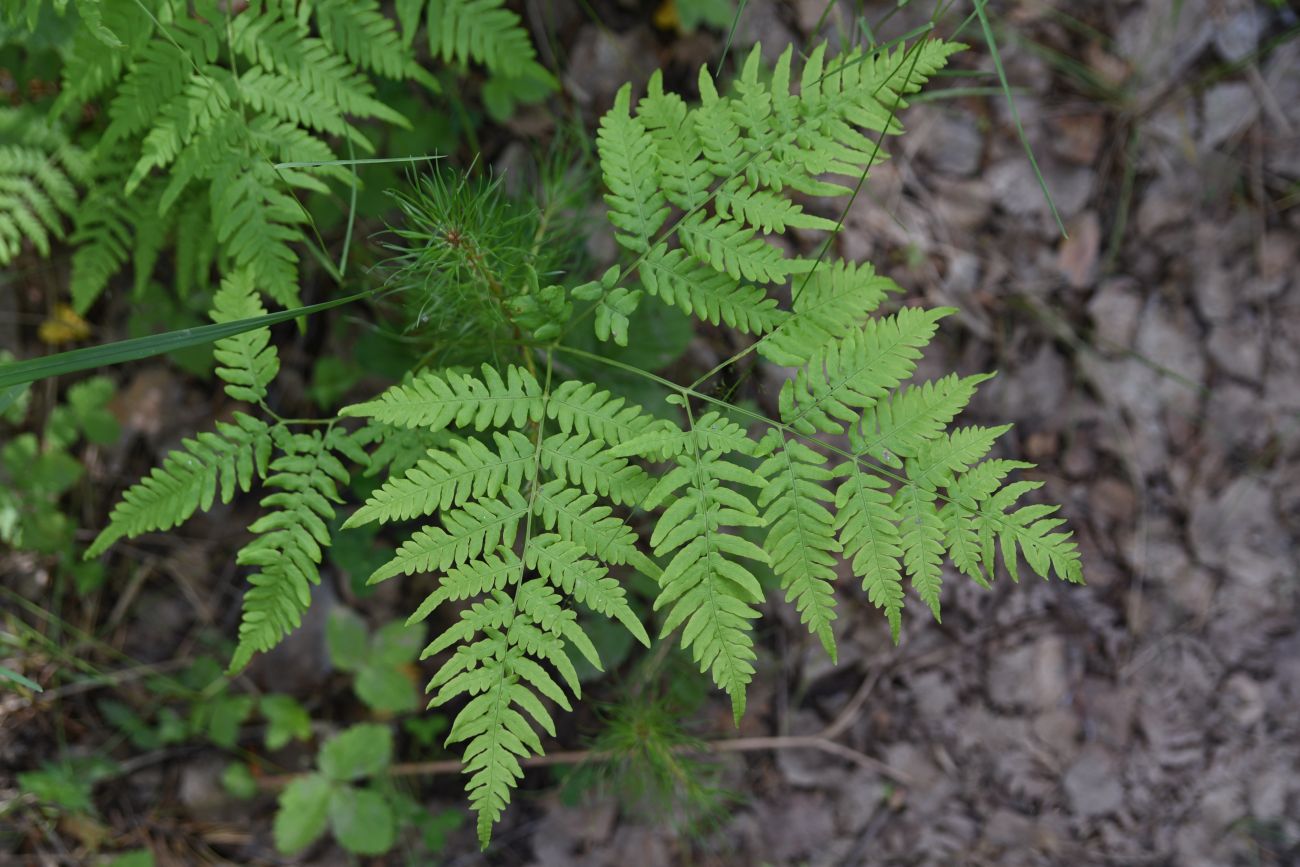 Изображение особи Pteridium pinetorum.