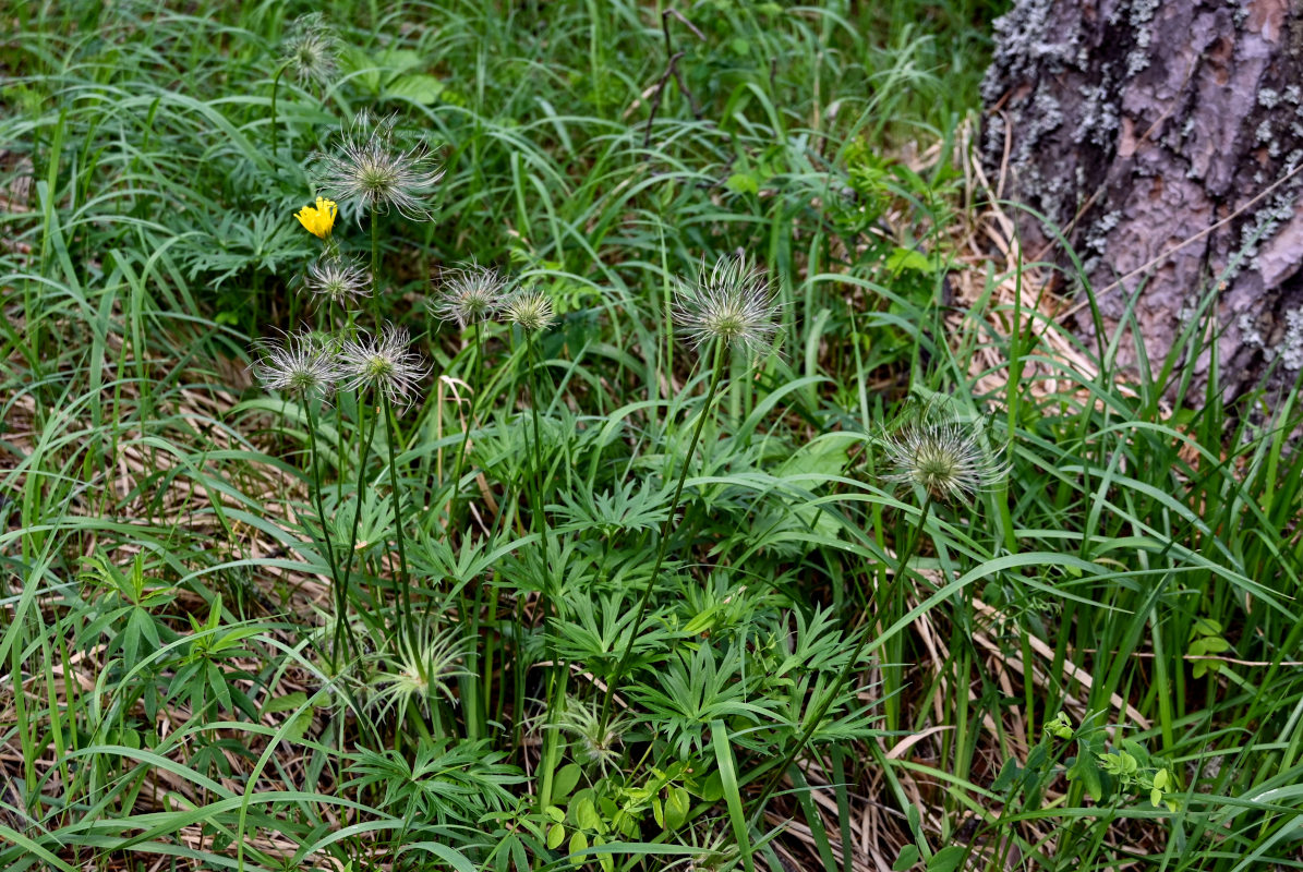 Image of Pulsatilla multifida specimen.