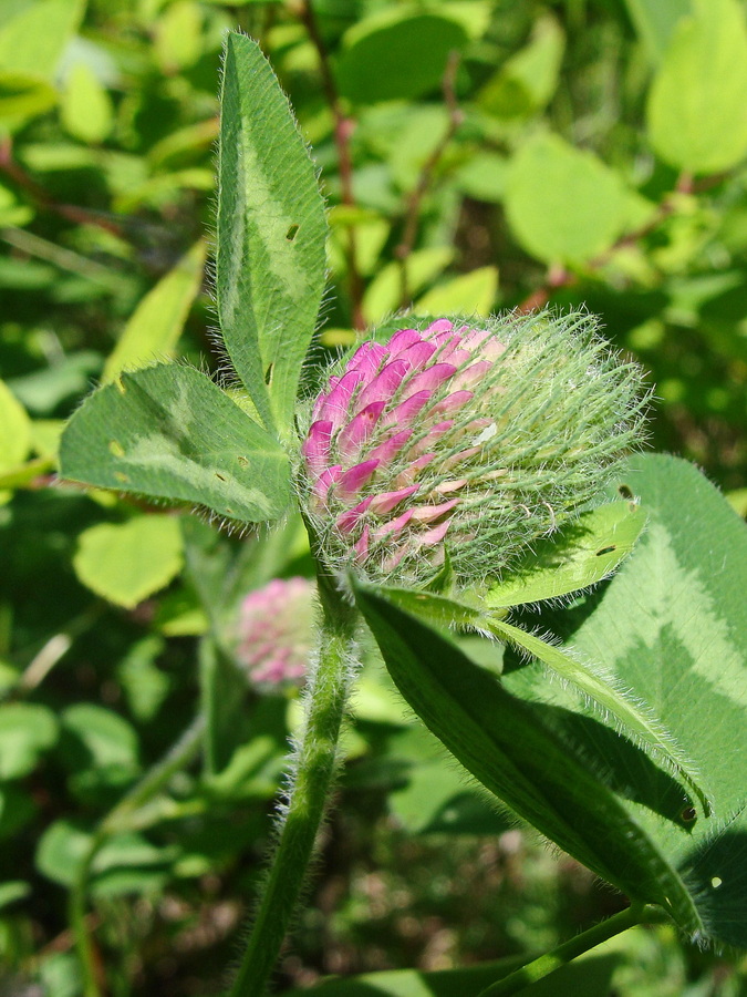 Image of Trifolium pratense specimen.