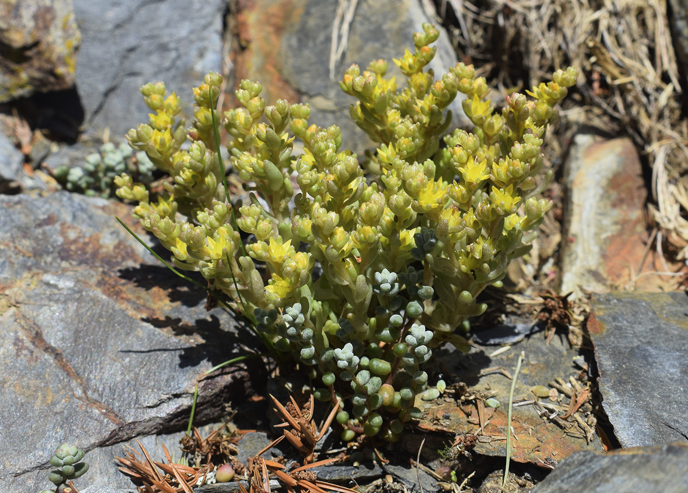 Изображение особи Sedum annuum.