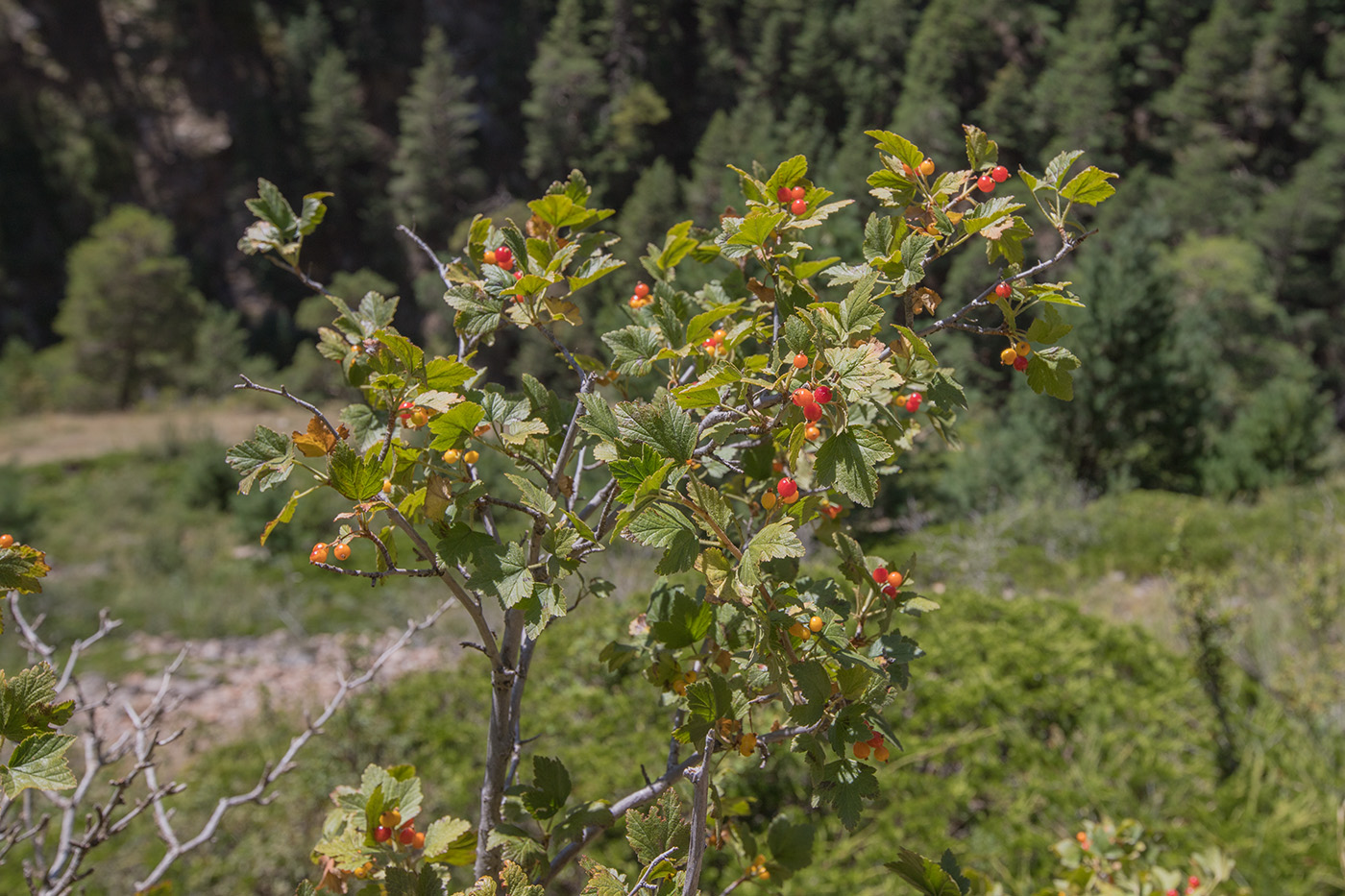 Изображение особи Ribes alpinum.