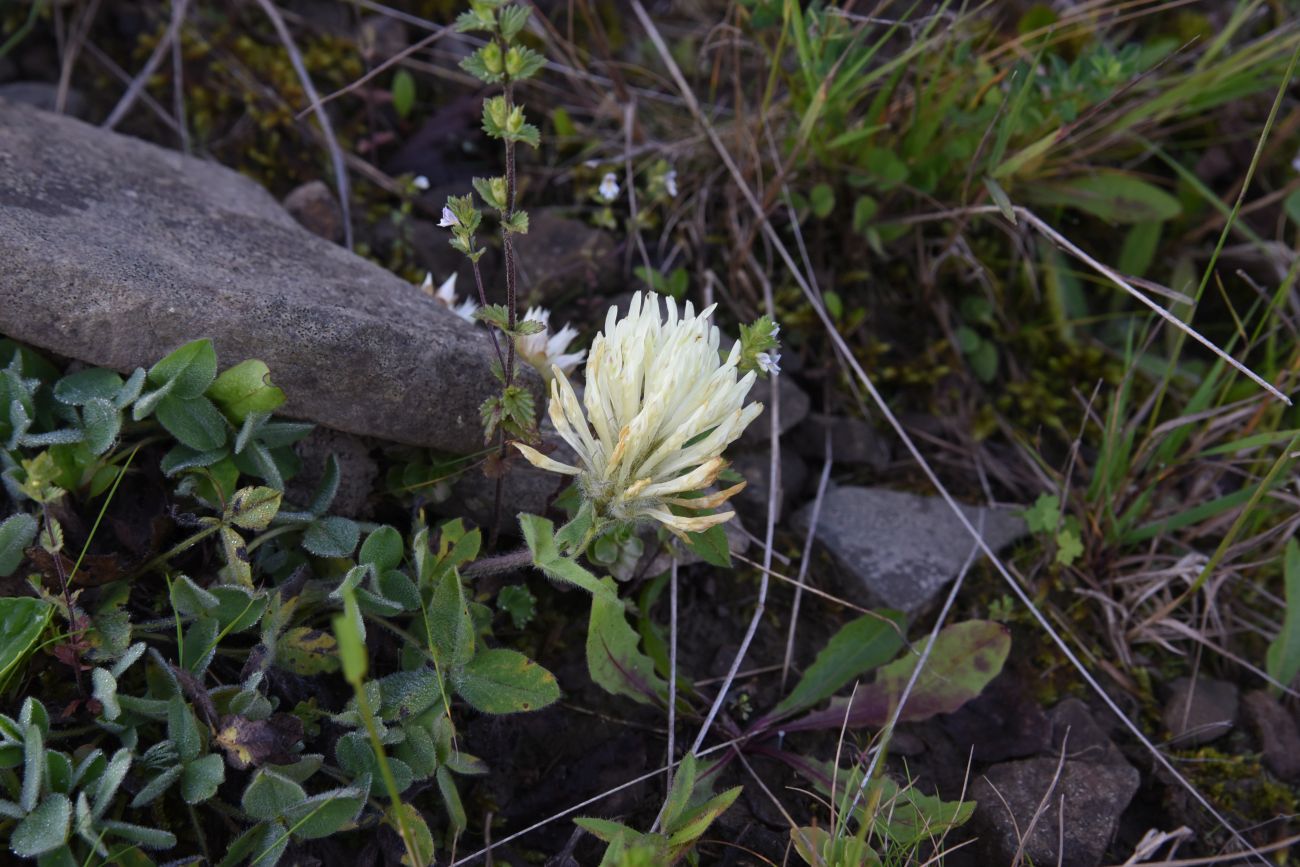 Image of Trifolium canescens specimen.