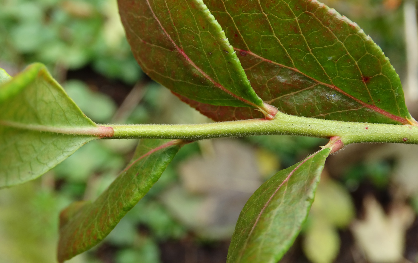 Image of Vaccinium fuscatum specimen.