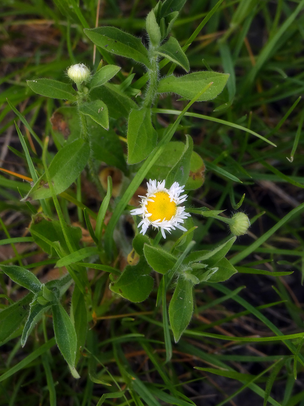 Image of Erigeron annuus specimen.