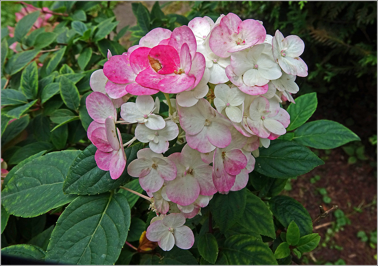 Image of Hydrangea paniculata specimen.