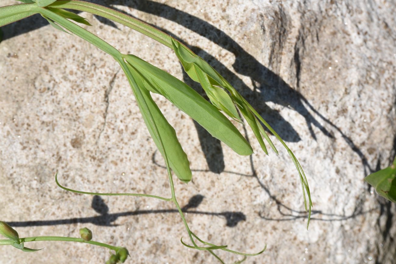 Image of Lathyrus miniatus specimen.