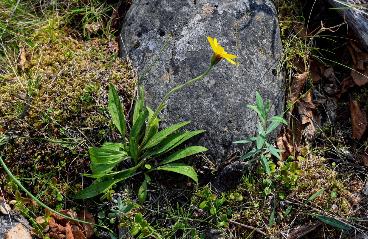 Изображение особи Arnica iljinii.