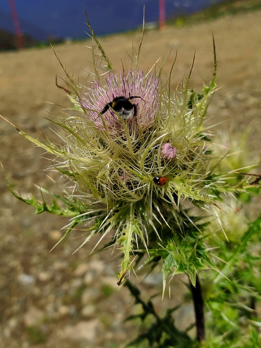 Image of Cirsium obvallatum specimen.