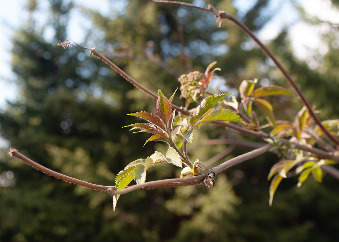 Image of Sambucus sibirica specimen.