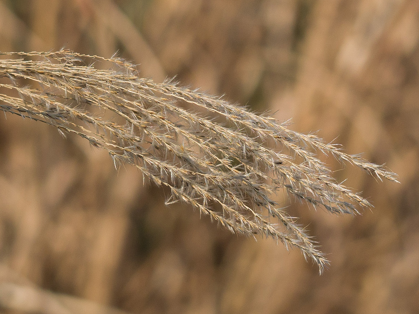 Image of Miscanthus sinensis specimen.