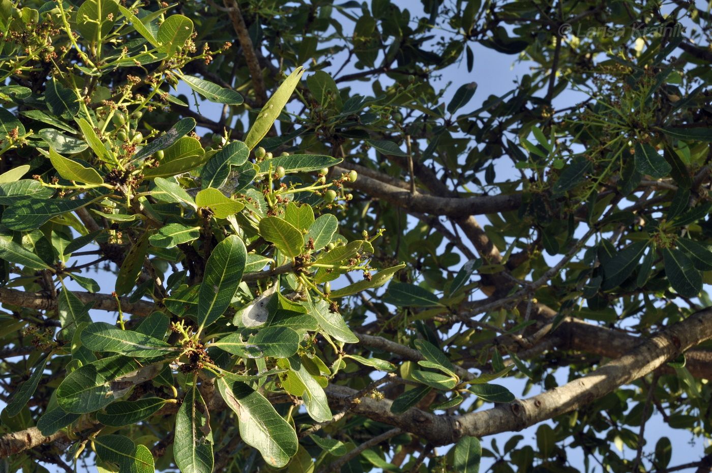 Image of Buchanania siamensis specimen.