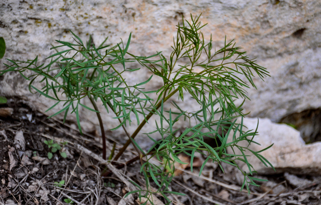 Image of Cenolophium fischeri specimen.