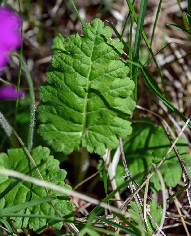 Изображение особи Primula cortusoides.