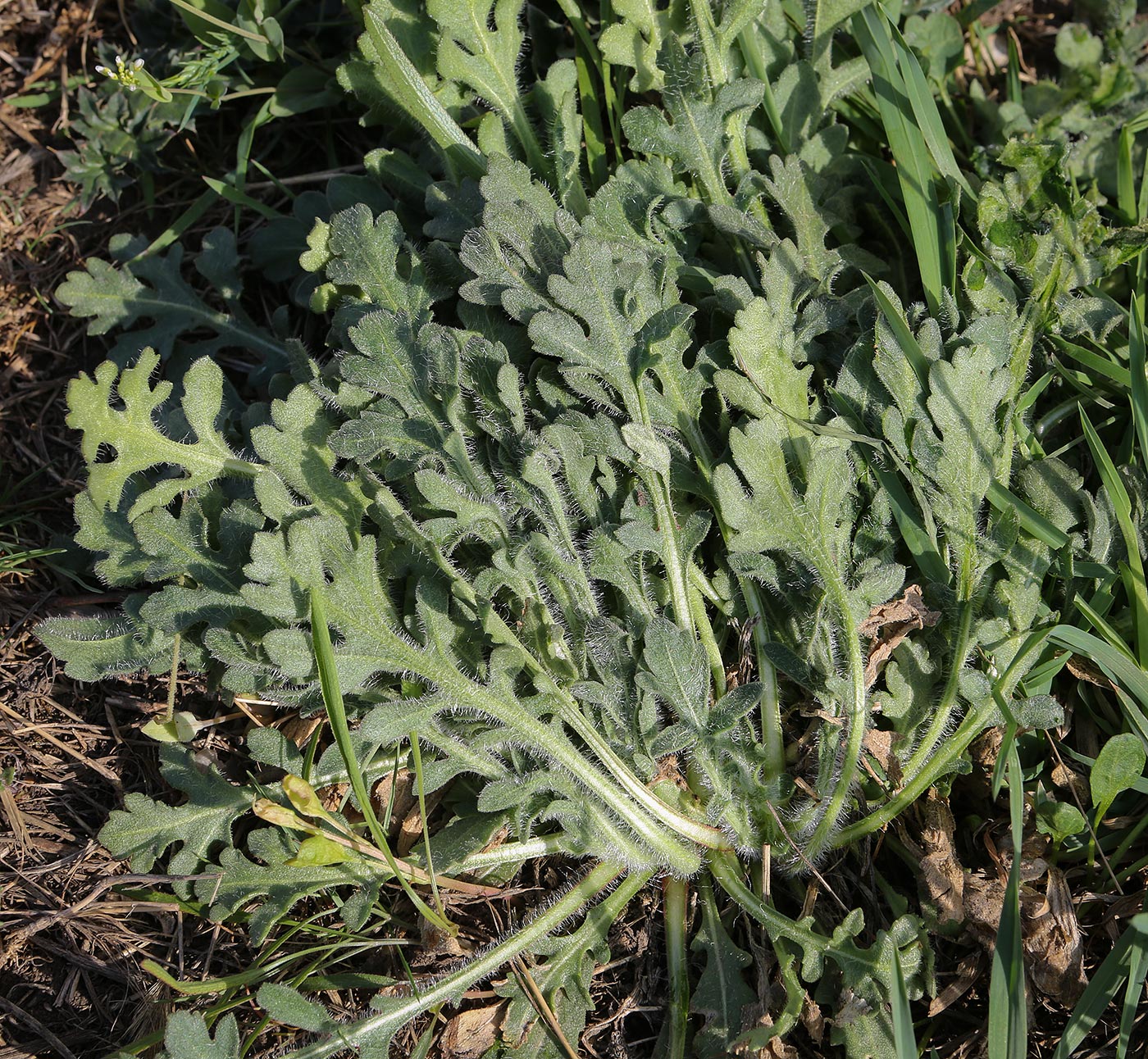 Image of genus Papaver specimen.