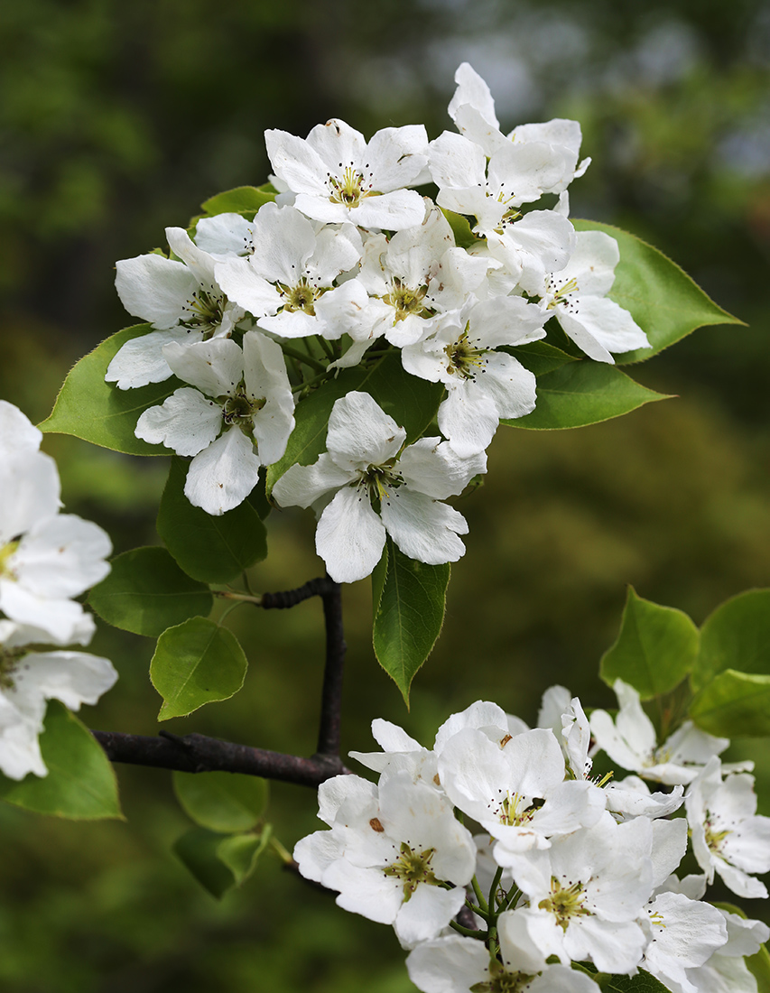 Изображение особи Pyrus ussuriensis.