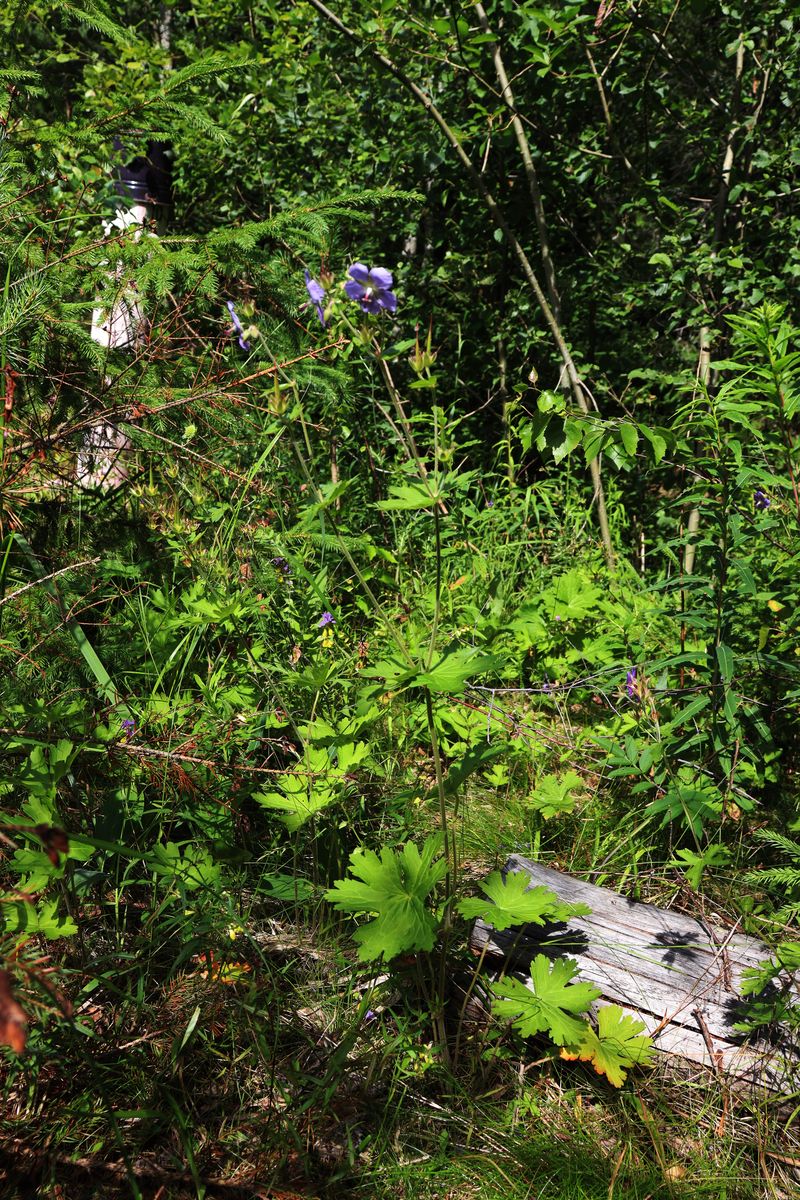 Image of genus Geranium specimen.