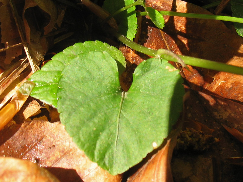 Image of Viola reichenbachiana specimen.