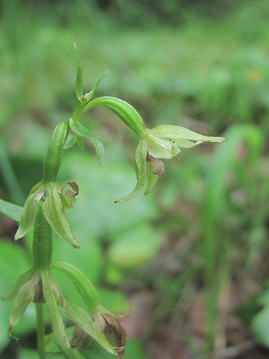 Изображение особи Epipactis persica.