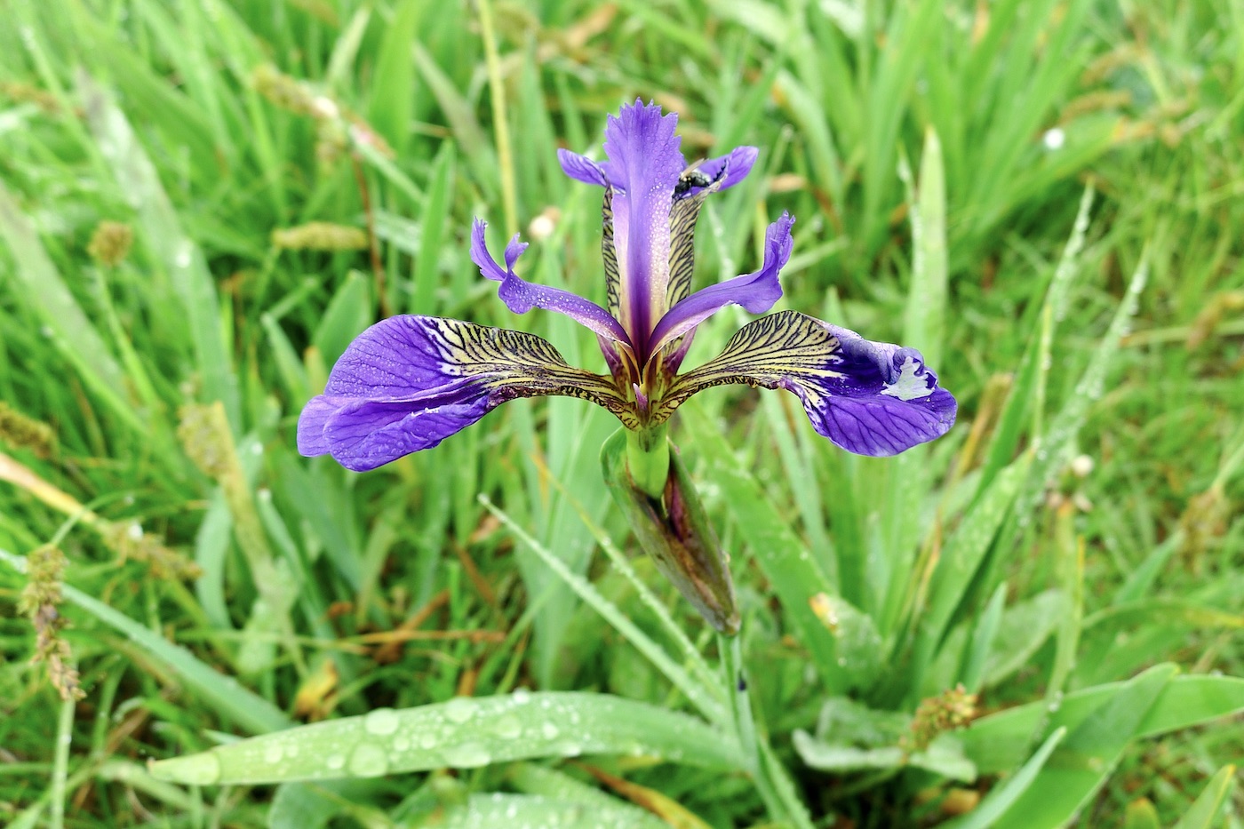 Image of Iris setosa specimen.