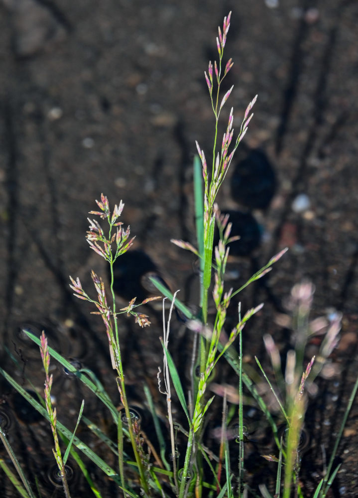 Изображение особи семейство Poaceae.