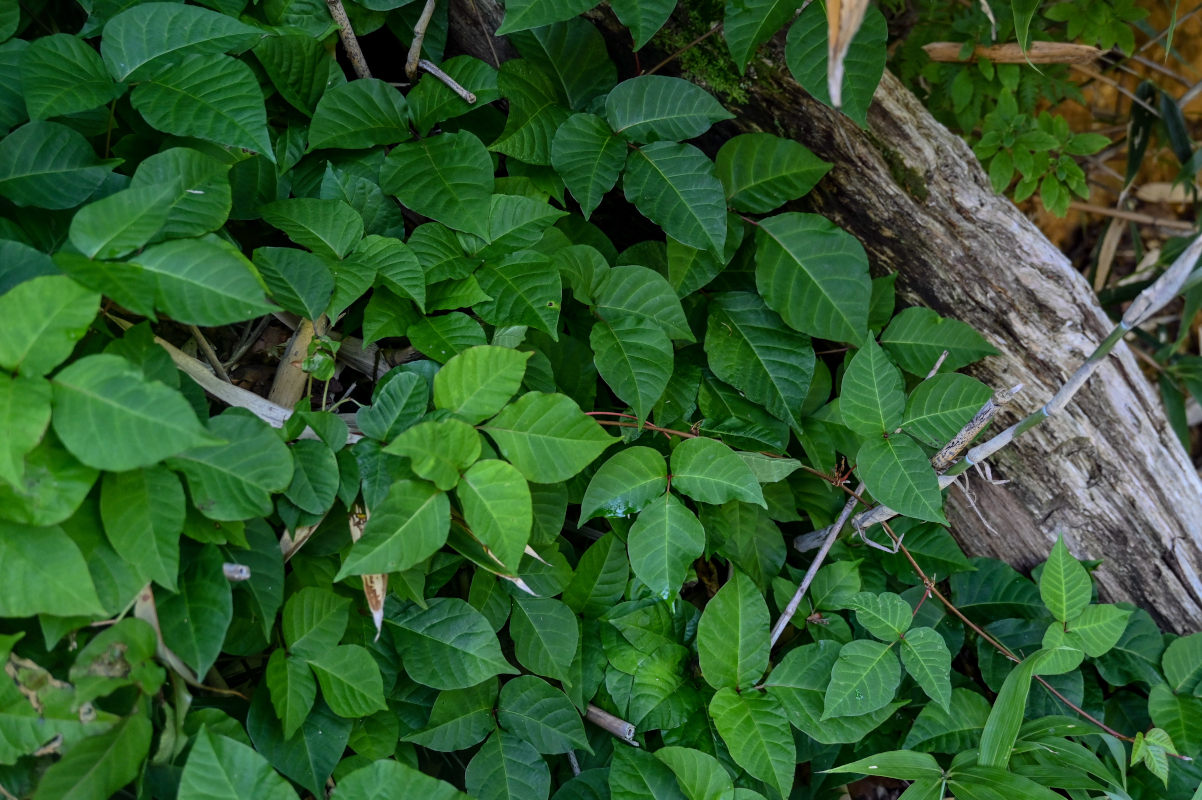 Image of Toxicodendron orientale specimen.